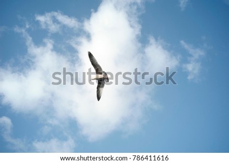 flying bird in the blue sky
