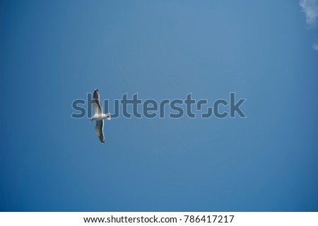 a bird is flying in the blue sky