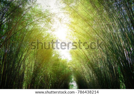 green bamboo forest with sunshine, cave bamboo background