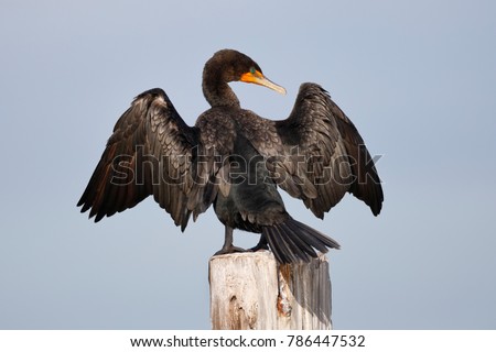 A Double-crested Cormorant (Phalacrocorax auritus) perched on a dock piling spreads its wings to dry - Fort Myers Beach, Florida Royalty-Free Stock Photo #786447532