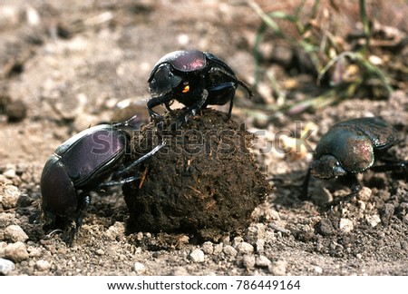 Dung beetles with dung ball Royalty-Free Stock Photo #786449164