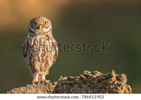 Little owl (Athene noctua) sitting on a rock and looking at the camera.