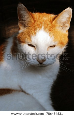 White and orange spotted cat sitting in sunlight, close up