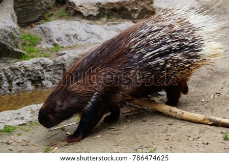 Porcupine Hystricidae (Hystrix cristata) African or wild africa Porcupine animal with brown white quills closeup. Porcupine large rodent with coat of sharp spines or quills for predators protect.
