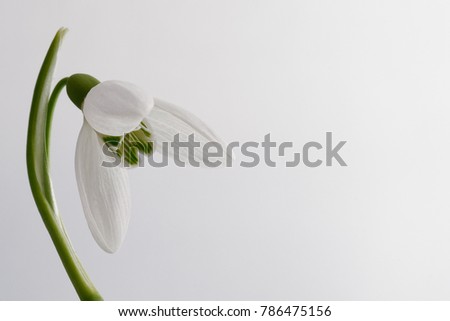Snowdrop flower in close up with copy space Royalty-Free Stock Photo #786475156