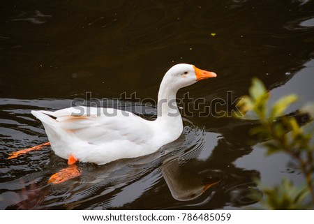 A white duck swimming in the green pond