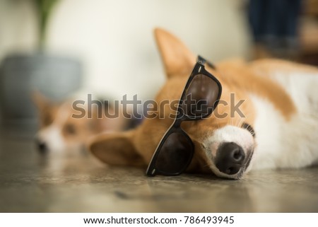 welsh corgi with sunglasses