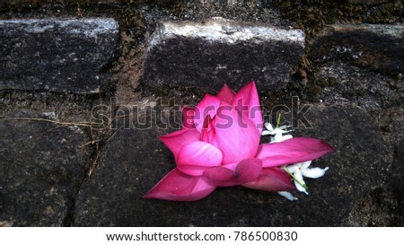 Flowers at buddhist temple. Offering in Buddhist Temple, Sri Lanka