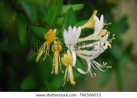   Lonicera japonica Thunb.The vine is brown, its hair is soft, its leaves are dark green. The flowers are yellow and white fragrant as a bouquet of flowers. The flower is long. Is flowering beautiful Royalty-Free Stock Photo #786506053