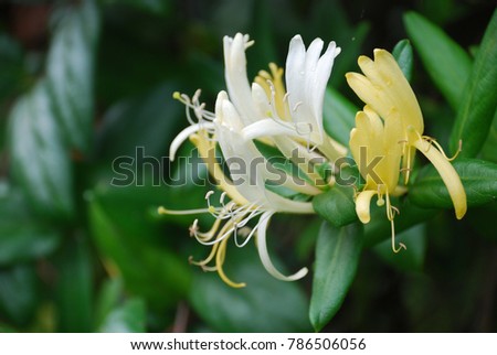   Lonicera japonica Thunb.The vine is brown, its hair is soft, its leaves are dark green. The flowers are yellow and white fragrant as a bouquet of flowers. The flower is long. Is flowering beautiful Royalty-Free Stock Photo #786506056