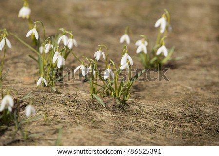 First spring flowers snowdrops.Group of snowdrops on the old grass background. Sunny day.