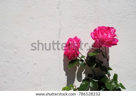 White wall with pink rose