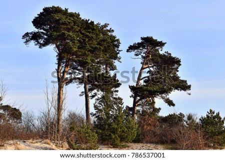 Photo of Trees on dunes at the seacoast; Baltic Sea Beach Shoreline