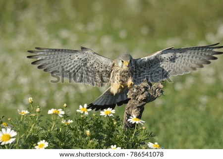 European Kestrel Hunting a mouse on a dry branch