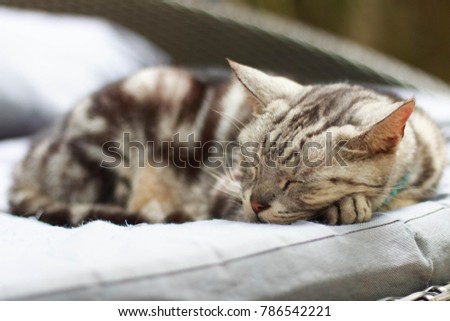 Brown cat sleeping on the soft sofa 