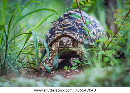 Leopard tortoise in Kruger national park, South Africa ; Specie Stigmochelys pardalis family of Testudinidae