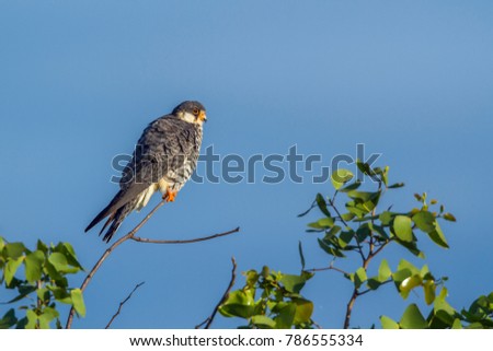 Amur falcon in Kruger national park, South Africa ; Specie Falco amurensis family of Falconidae