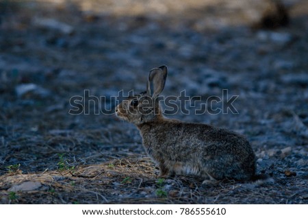 European rabbit (Oryctolagus cuniculus). Integral Natural Reserve of Inagua. Tejeda. Gran Canaria. Canary Islands. Spain.