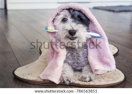 Poodle Dog with Toothbrush in the Mouth and Pink Towel.Ready for Bath Royalty-Free Stock Photo #786563851