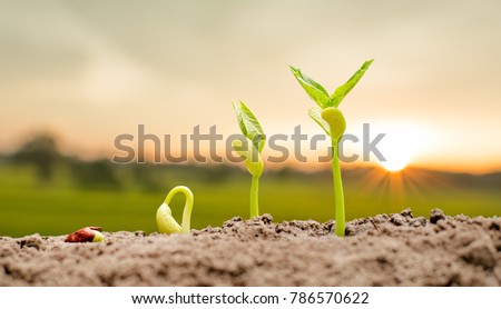 Agriculture and New life starting concept. Seed germination over soil and sunlight ray in morning time Royalty-Free Stock Photo #786570622