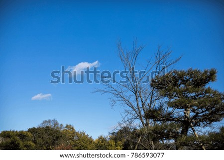 Dry tree with blue sky background.