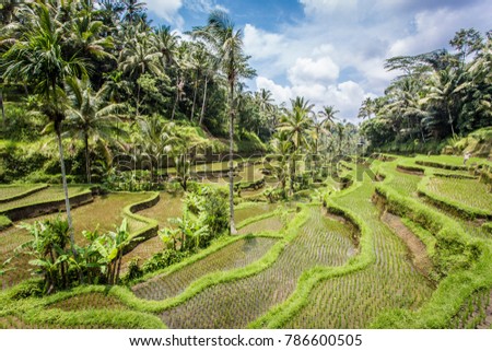 UNESCO World Heritage Site Tegalalang Rice Terraces near Ubud, Bali