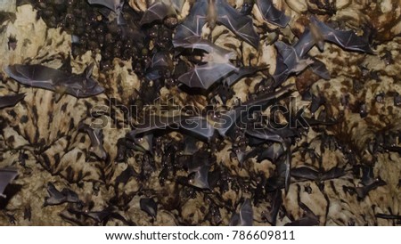 Unique picture of the hundrends of bats in  bat cave in Indonesia. Bats flying and sitting on the walls of the cave.  Sulawesi, Indonesia.