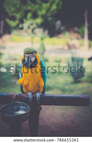 vintage style colourful blue parrot. Wild parrot bird, blue maca