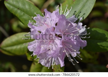Rhododendron's blossom on sunny day