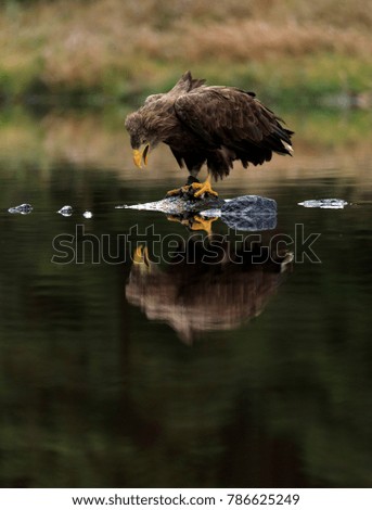 Big bird of prey White-tailed Eagle with catch fish sitting on the rock in the water.