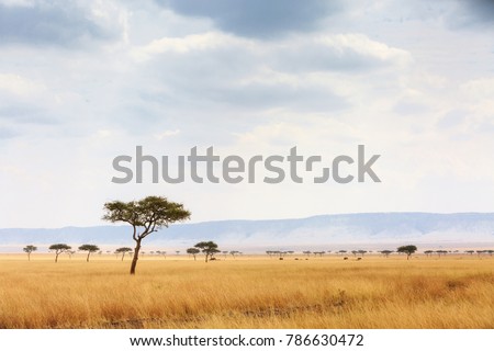 Open grass field in the Masai Mara National Reserve in Kenya, Africa with elephants walking in the far distance Royalty-Free Stock Photo #786630472