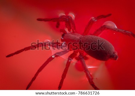 Spider on a red background