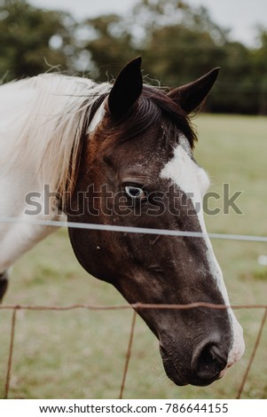 Wild Brown Horse with Ice Blue Eyes in Field Closeup