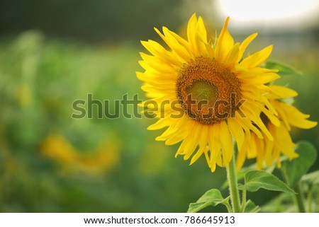 Sunflower is the symbol of confidence, stability, love, single mindedness. And implies a beautiful art also like the sun