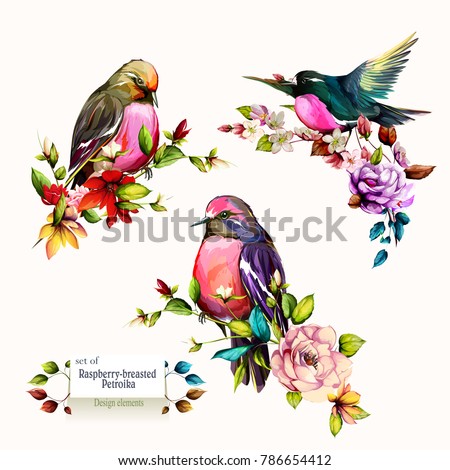 Raspberry breasted petroika on branches with leaves. Set of three birds. Hand drawn, watercolor. All objects are separated and easy to move. Vector - stock.