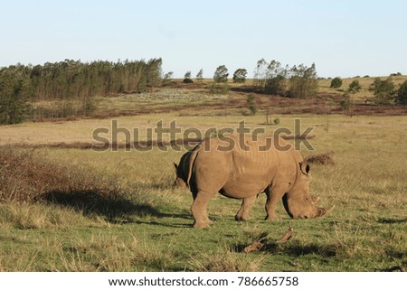White rhino met on safari in South Africa