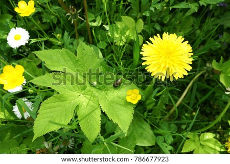 Large field of dandelions. Sharpness to the background. Screen summer lawn with flowers
Top view of Yellow flower and snail