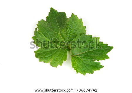 Patchouli, Patchouli, Patchouli,green leaves have medicine properties. Royalty-Free Stock Photo #786694942