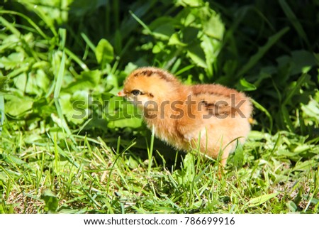 little chicken in grass
