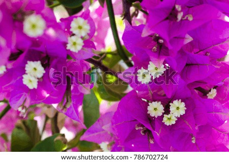 white flowers wrapped by purple leaves in a hanging garden