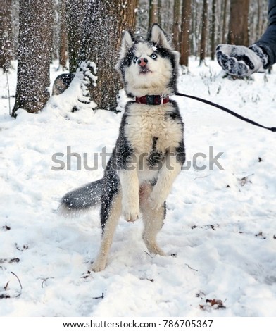 The nice puppy of breed a Siberian Huskies plays with the flying snowballs in the winter park. The dog costs on hinder legs. On the right blur hand of the person throwing snow.