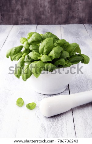 basil and  basil leaves in white mortar on wooden background