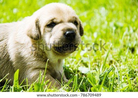 little puppy in grass