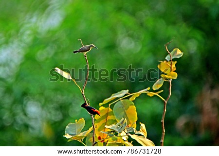 Sunbird on branch