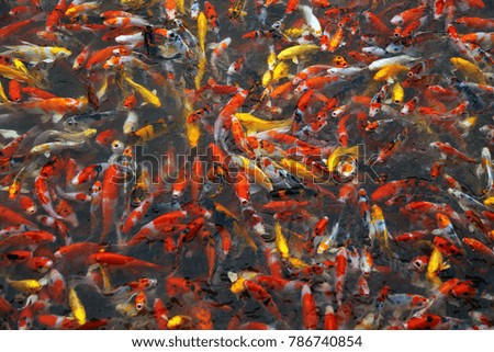 Fancy Carp fishes. Colorful Koi fishes background.