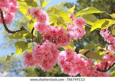 cherry blossom in the temperate climatic zone in early spring