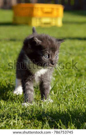 A little kitten on a green grass in the garden