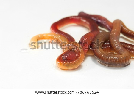 High resolution close up macro photography group of earthworms or nightcrawler put on white background with copy space.Flash light made to show tube shaped and skin of earthworms looks shiny and cute.
