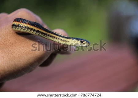 Snake in a hand