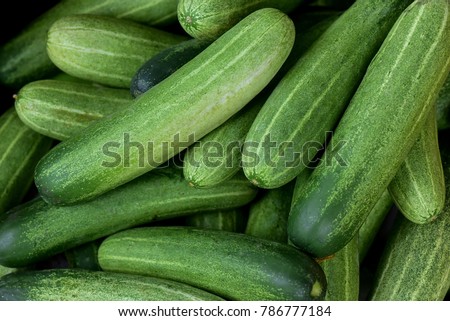 Cucumber background Cucumber harvest. many cucumbers. cucumbers from the field. Royalty-Free Stock Photo #786777184